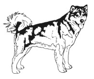 Aalaskan Malamute