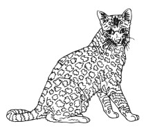 Egyptian Mau