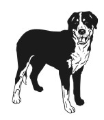 Greater Swiss Mtn Dog