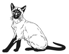 Siamese